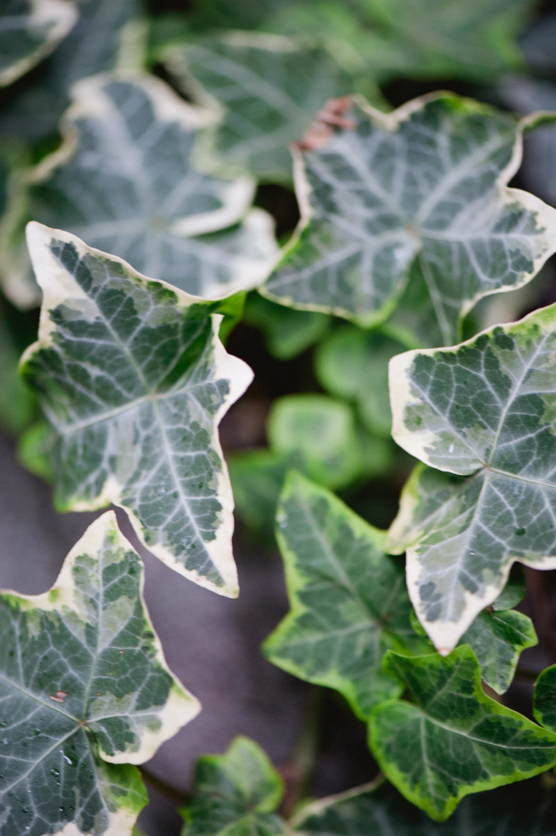 RootsOfLifePhotography-Danielle&Evan-117